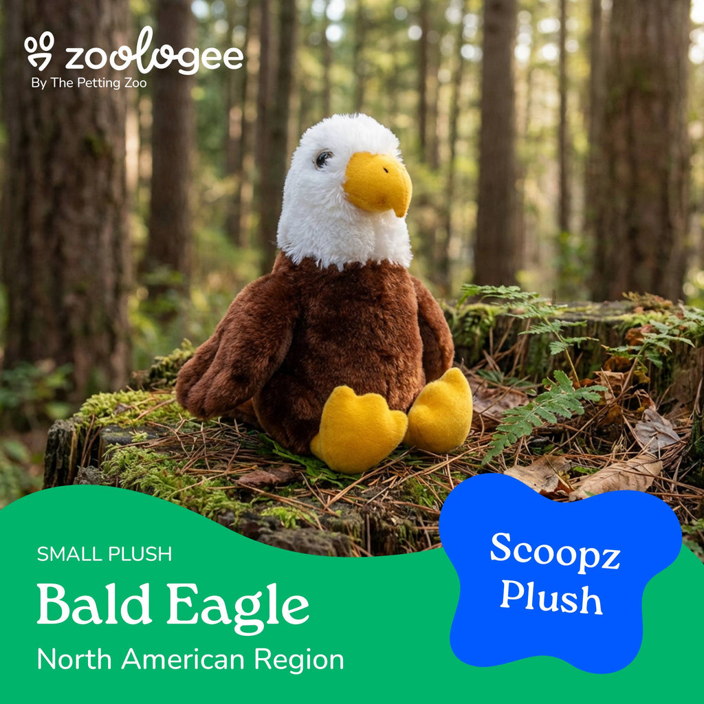 Bald Eagle 8